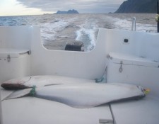  www.lofoten-fishing.de 