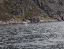  www.lofoten-fishing.de 