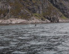  www.lofoten-fishing.de 