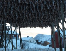  www.lofoten-fishing.de 