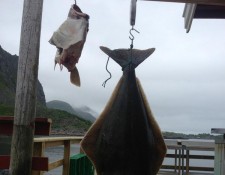  www.lofoten-fishing.de 