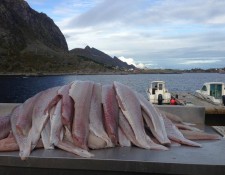  www.lofoten-fishing.de 