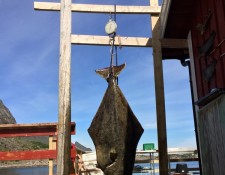  www.lofoten-fishing.de 