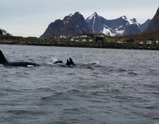  www.lofoten-fishing.de 