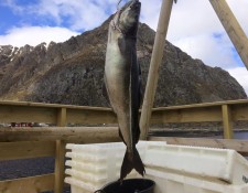  www.lofoten-fishing.de 