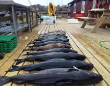  www.lofoten-fishing.de 