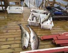  www.lofoten-fishing.de 