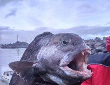  www.lofoten-fishing.de 