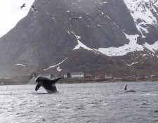  www.lofoten-fishing.de 