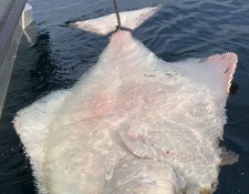  www.lofoten-fishing.de 